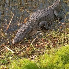 Profile Picture of Jim Kavanaugh (@jim.kavanaugh) on Tiktok