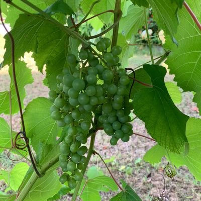 Allan Knowles - Twitter Profile Picture of Allan Knowles (@AllanKn03945613) on Twitter