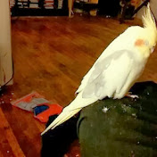 Profile Picture of Mike Benner (@mikebenner441) on Youtube