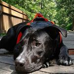 Profile Picture of Chris Stahley (@roux_the_pit) on Instagram