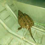 Profile Picture of chad ladner (@dusky_eagly) on Instagram