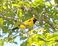 Profile Picture of Golden monarchon Wikipedia