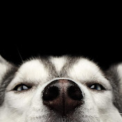 Profile Picture of Chris Huskey (@huskeydogg) on Youtube