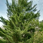 iris uhlar - Instagram Profile Picture of iris uhlar (@irisuhlar) on Instagram