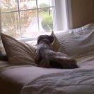 Profile Picture of Danielle Perrotta (@dalexis86) on Pinterest