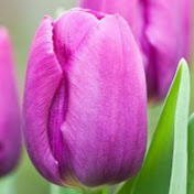 Profile Picture of Mohammad Hassan Karimi (@mohammadhassankarimi819) on Youtube