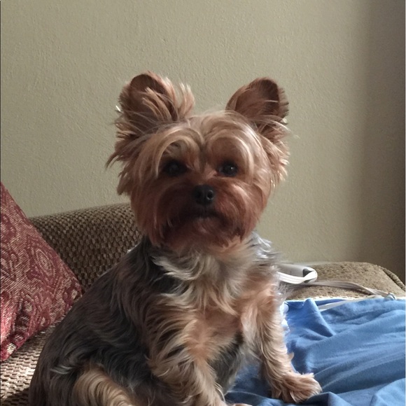 Profile Picture of Danielle Snepp (@yorkiemom29) on Poshmark