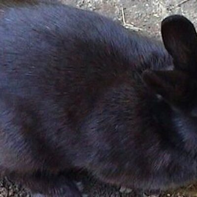 Profile Picture of Peter Huber (@peterhuber35) on Twitter