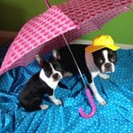 Profile Picture of Violet (@bossyterriers) on Instagram