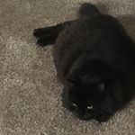 Profile Picture of Miranda Vaughn (@mustang_randy) on Instagram