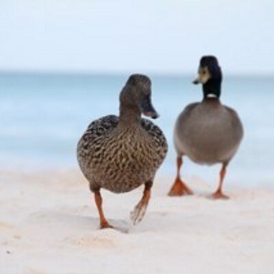 Profile Picture of Jonathan Shute (@JonathanShute) on Twitter