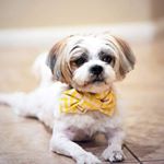 Profile Picture of Albert Shih Tzu (@shihtzualbert) on Instagram