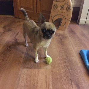 Profile Picture of Andrea Smith (@fifiinbridport) on Twitter