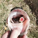Profile Picture of Nick & Brett (@nb_fishing) on Instagram