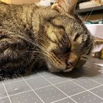 Profile Picture of Robin McCrea (@robinmccrea) on Instagram