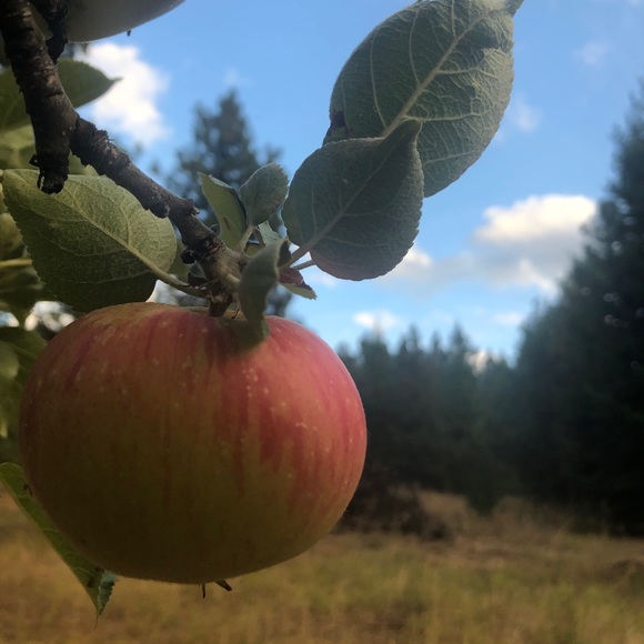 Profile Picture of Izabela Maciolek (@macizzy) on Poshmark