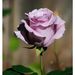 Profile Picture of Pam Simons (@pamservice1) on Pinterest