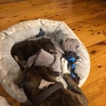 Profile Picture of Ralph And Milo (@_ralph_milo_) on Instagram