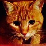 Profile Picture of Michael Kellock (@mike_kellock) on Instagram