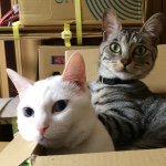 Profile Picture of Toma China (@chibi_chima) on Instagram