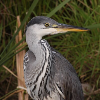 Profile Picture of Kenneth Lindquist (@IsLinkan) on Twitter