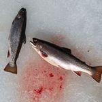 Profile Picture of Corey Daigle (@corey.daigle.5) on Instagram