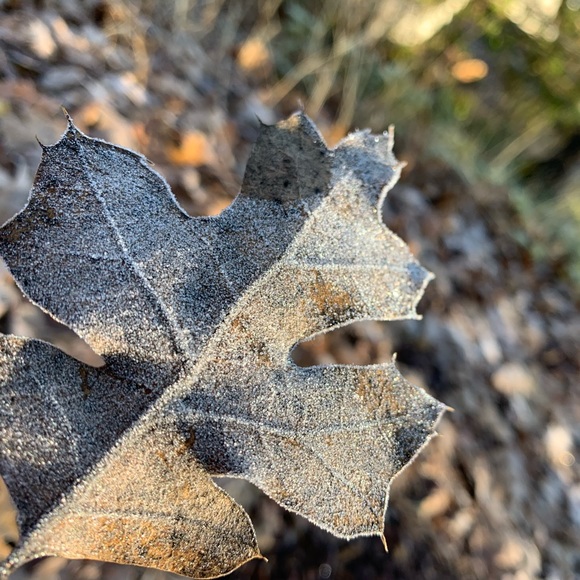 Profile Picture of Eleanor Deverell (@eleanor677) on Poshmark