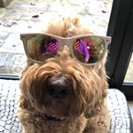 Profile Picture of Lily Connor (@lilyconnor_chs) on Instagram