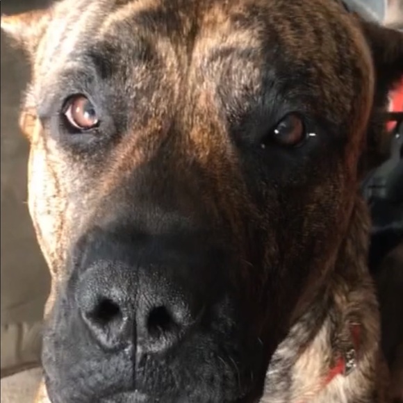 Profile Picture of Drew Perkins (@drewperkins) on Poshmark