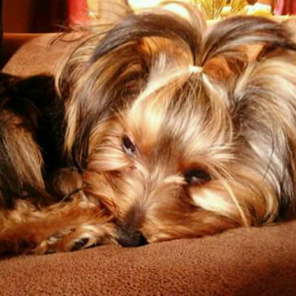 Profile Picture of Candy Wallace (@candy3392) on Poshmark