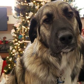 Profile Picture of Stephanie Boyer (@stephbee5) on Pinterest