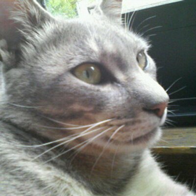 Profile Picture of Miwasasaki (@mwssk) on Twitter