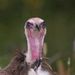 Profile Picture of Robert Mulloy (@robertmulloy) on Pinterest