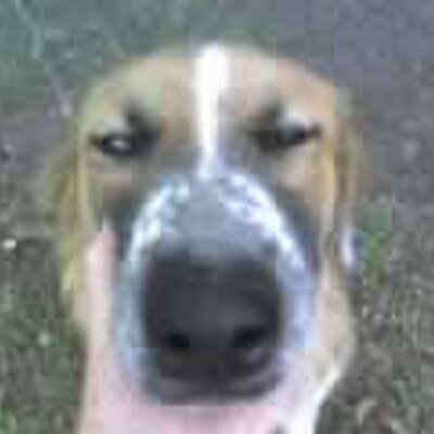 Profile Picture of NANCY PEAL (@HOLZERHEROVER) on Twitter