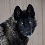 Profile Picture of Faelen the Wolfdog (@runningwithwolfdogs) on Instagram