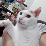 Profile Picture of Ching An Hsueh (@hsueh_setsu) on Instagram