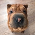Profile Picture of Fred 🐶 (@sharpeiferdinando) on Instagram