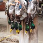 Profile Picture of Matthew Spear (@mattspear24) on Instagram