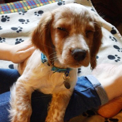 Profile Picture of Zoë Marriott (@ZMarriott) on Twitter