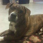 Profile Picture of Haley Britton (@bug_softball_18) on Instagram