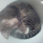 Profile Picture of Haylee Wilkinson (@hayleewilkimson) on Instagram