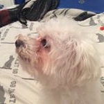 Profile Picture of Toby 🐶🐶💕💕 (@tobythacker101) on Instagram