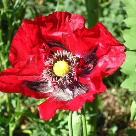 Profile Picture of charde larae (@chardelarae) on Pinterest