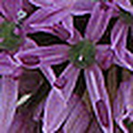 Profile Picture of alfredogonzalez1 (@alfredogonzalez1) on Flickr