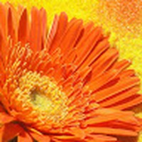 Profile Picture of Paula Mccullough (@paula-mccullough-11) on Quora