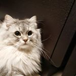 Profile Picture of Toshie (@alex.marron.toshie) on Instagram