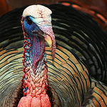 Profile Picture of Christopher Cannon (@christopher.cannon) on Flickr