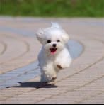 Profile Picture of How Ard Yun (@how.ard.yun.352767) on Facebook