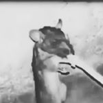 Profile Picture of Alexander Arrington (@wolf_king_1778) on Instagram