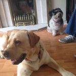 Profile Picture of y7 7w-ash wiggins football (@sam_sam_2005) on Instagram